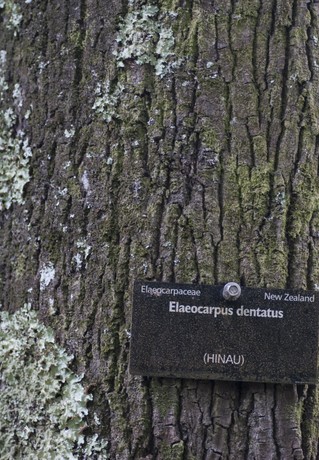 Jessica Hubbard, Elaeocarpus dentatus, digital photograph, 2014. ©Jessica Hubbard